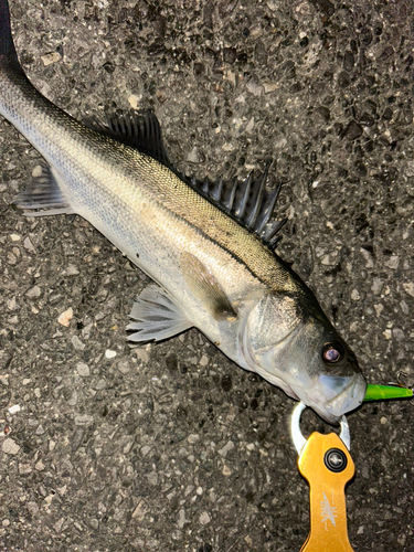 シーバスの釣果