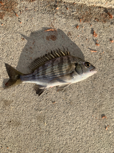 クロダイの釣果