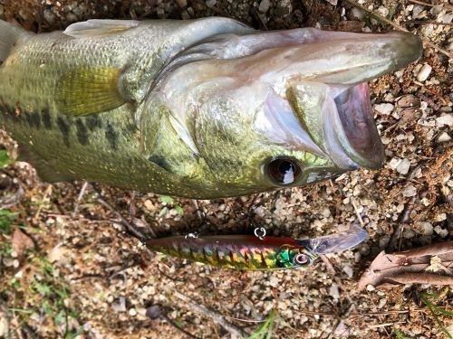 ブラックバスの釣果