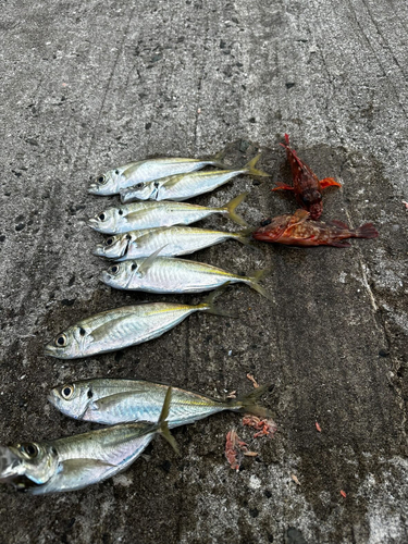 アジの釣果