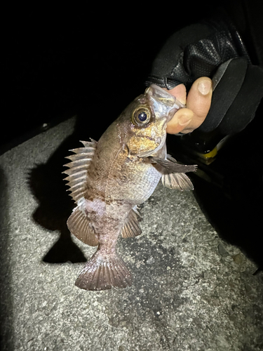 メバルの釣果