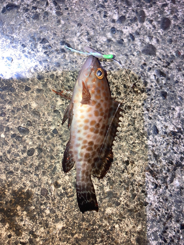 オオモンハタの釣果