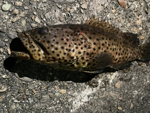 ヤイトハタの釣果