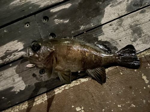 メバルの釣果