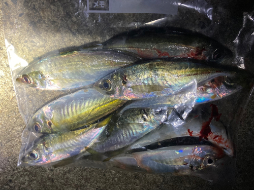 アジの釣果