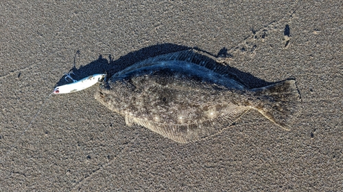 ソゲの釣果