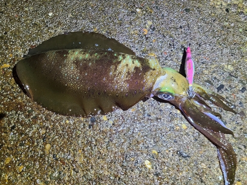 アオリイカの釣果