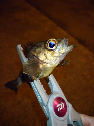 メバルの釣果