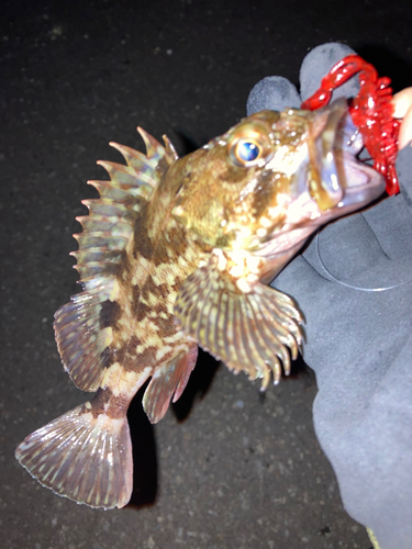 カサゴの釣果