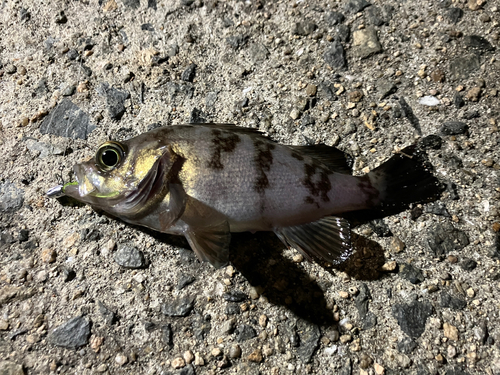 メバルの釣果