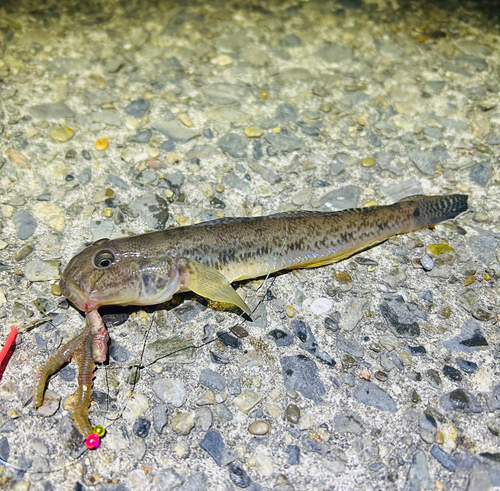 ハゼの釣果