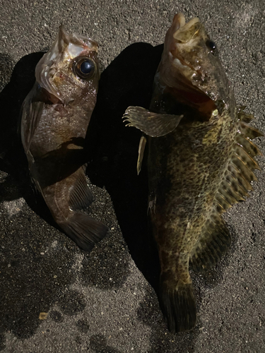 メバルの釣果