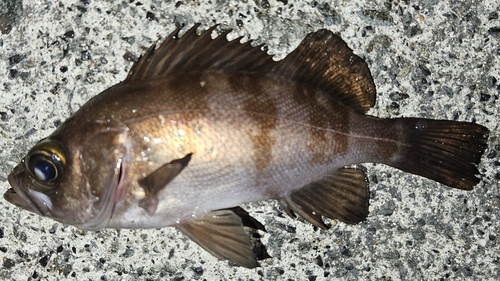 メバルの釣果