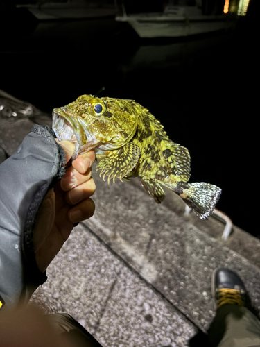 カサゴの釣果