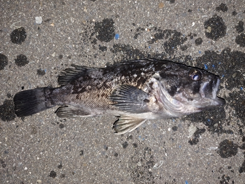 クロソイの釣果