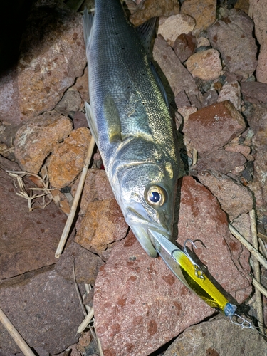 セイゴ（マルスズキ）の釣果