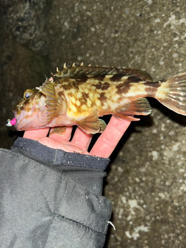 カサゴの釣果