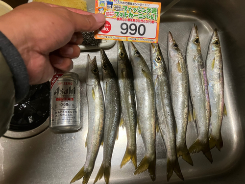 カマスの釣果