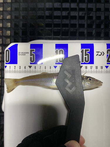 シロギスの釣果