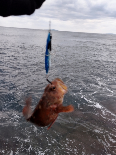 アラカブの釣果