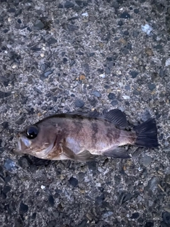 クロメバルの釣果