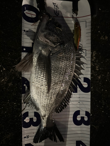 クロダイの釣果