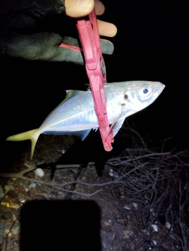 マアジの釣果