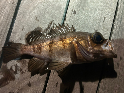 メバルの釣果