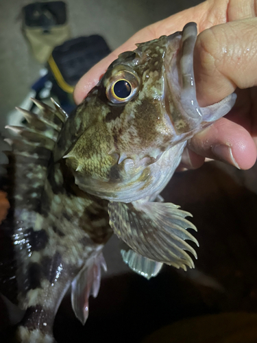 ガシラの釣果