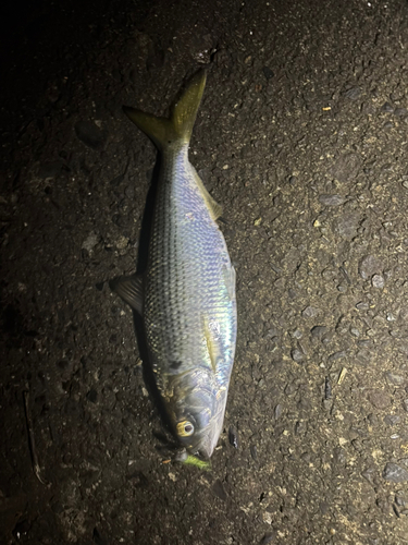 コノシロの釣果