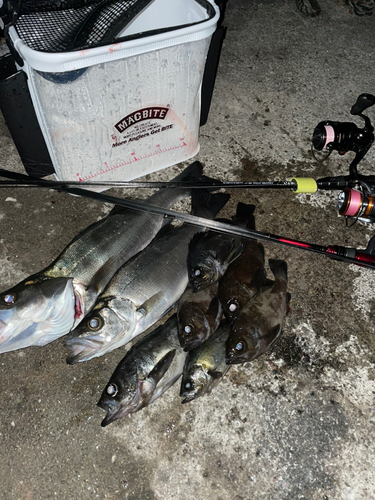 メバルの釣果