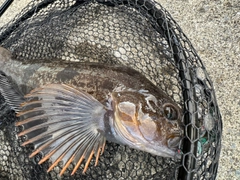 アイナメの釣果