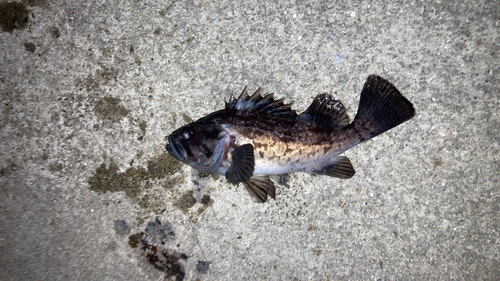 クロソイの釣果