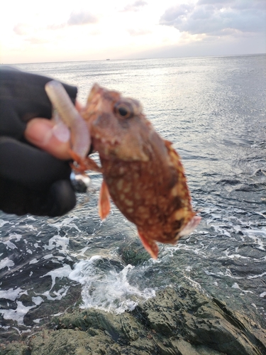 ヨロイメバルの釣果