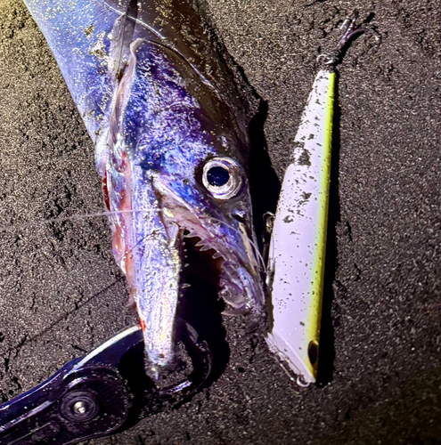 タチウオの釣果