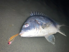 キビレの釣果