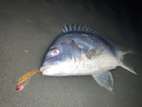 キビレの釣果