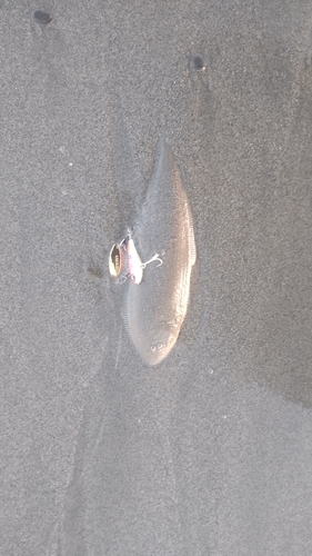 シタビラメの釣果