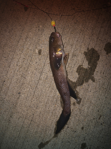 ウロハゼの釣果