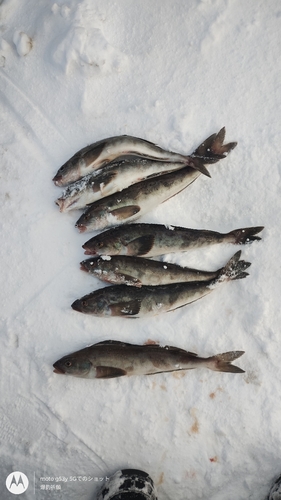 ホッケの釣果