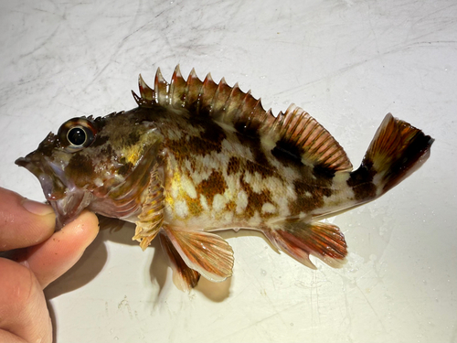 カサゴの釣果