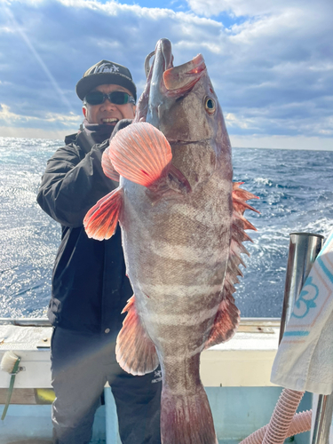 マハタの釣果