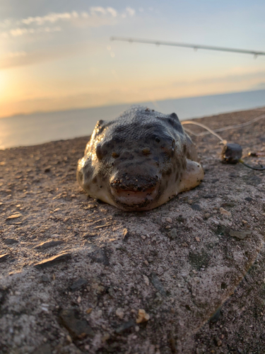 フグの釣果