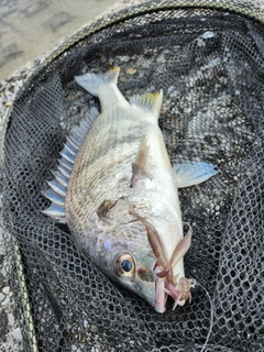 キビレの釣果