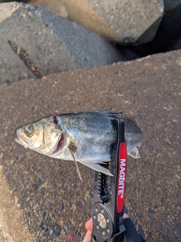 セイゴ（マルスズキ）の釣果