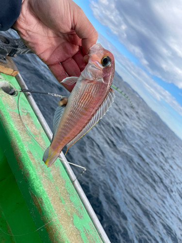 アカアマダイの釣果