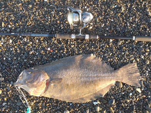 ヒラメの釣果