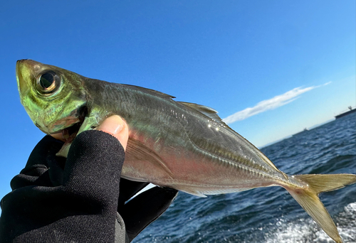 カワハギの釣果