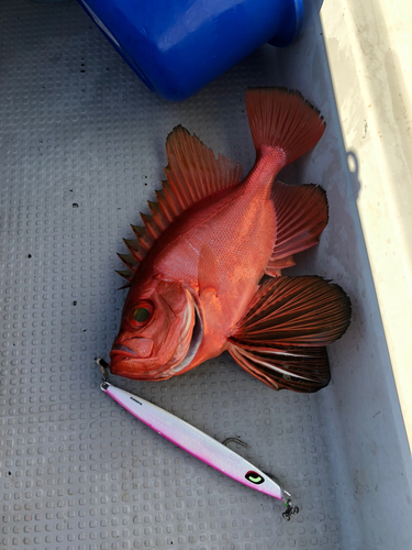 チカメキントキの釣果