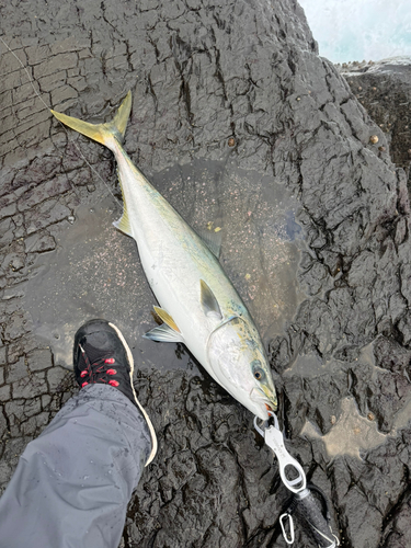 ブリの釣果